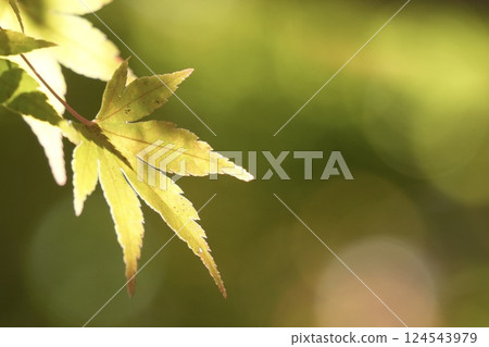 楓葉開始變色，特寫，綠色背景，圓形模糊 124543979