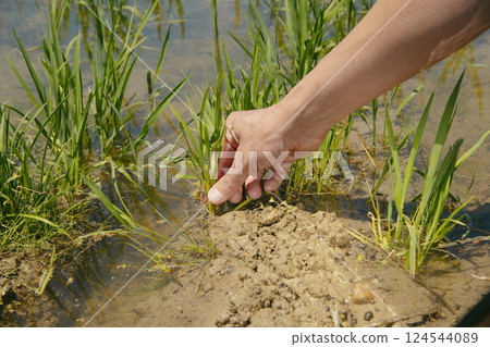 grasps a rice plant in a rice field in Ebro Delta grasps a rice plant in a rice field in Ebro Delta 124544089
