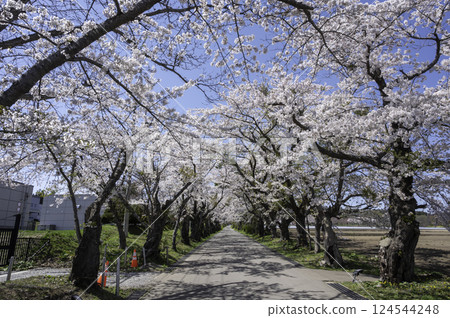 走櫻桃隧道 走櫻桃隧道 124544248