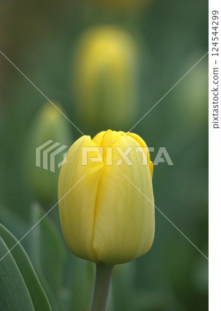 黃色鬱金香 黃色鬱金香 124544299