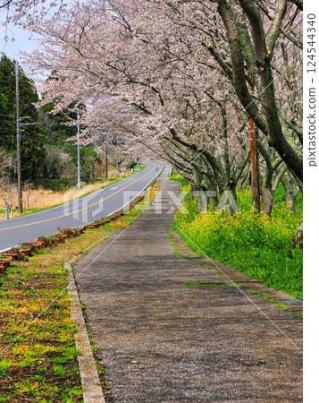 道路兩旁的櫻花隧道 124544340