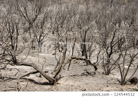 Shrub area devastated by fire. 124544532