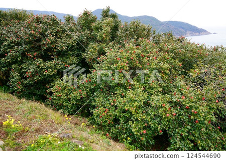 Camellia flower Camellia flower 124544690