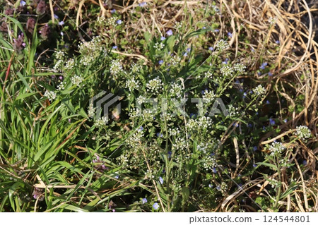 Small white shepherd's purse flowers blooming in a field in early spring Small white shepherd's purse flowers blooming in a field in early spring 124544801