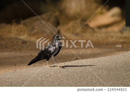 Common raven crossing a road. 124544921