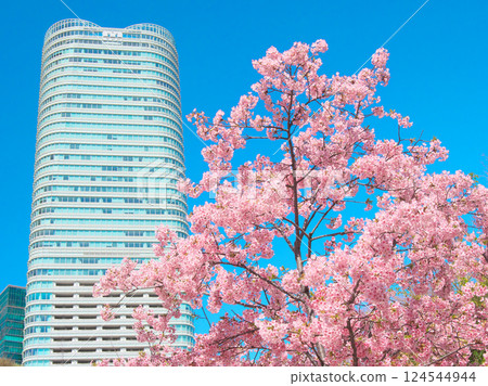 Kawazu cherry blossoms in full bloom and Sengokuyama Mori Tower (March 2025) 124544944