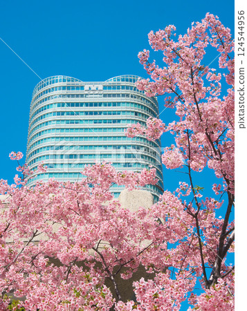 Kawazu cherry blossoms in full bloom and Sengokuyama Mori Tower (March 2025) Kawazu cherry blossoms in full bloom and Sengokuyama Mori Tower (March 2025) 124544956