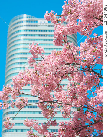 盛開的河津櫻花和戰國山森塔（2025年3月） 124544968