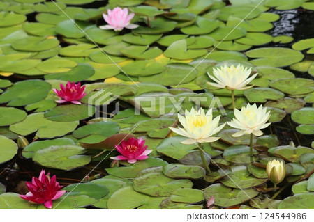 Water lilies, whose cool appearance suits early summer - 1 Water lilies, whose cool appearance suits early summer - 1 124544986