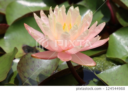 睡蓮的清新外觀非常適合初夏。 睡蓮的清新外觀非常適合初夏。 124544988