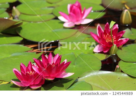 The refreshing appearance of the water lily is perfect for early summer. The refreshing appearance of the water lily is perfect for early summer. 124544989