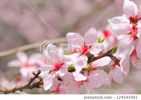 杏仁花 杏仁花 124545081