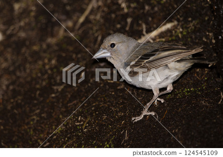 Gran Canaria blue chaffinch. Gran Canaria blue chaffinch. 124545109