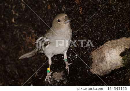 Gran Canaria blue chaffinch. 124545123