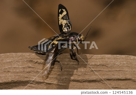 Jewel beetle preparing to taking flight. 124545136