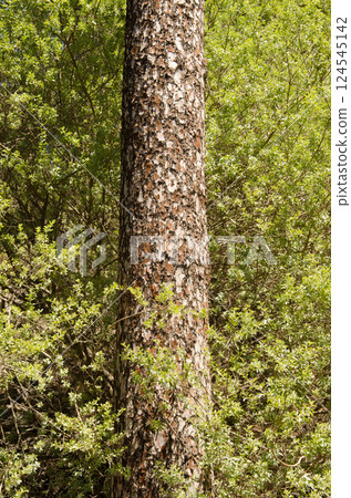 Canary Island pine and tree lucerne. 124545142