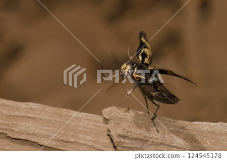 Jewel beetle taking flight. 124545178