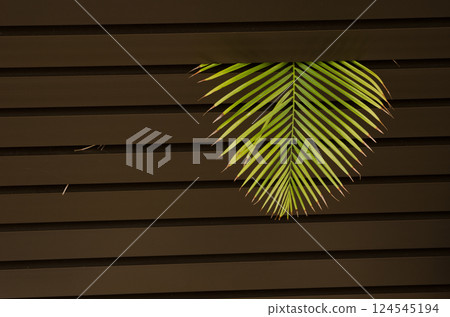 Leaf of golden cane palm. Leaf of golden cane palm. 124545194