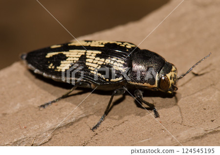 Jewel beetle Buprestis bertheloti. Jewel beetle Buprestis bertheloti. 124545195