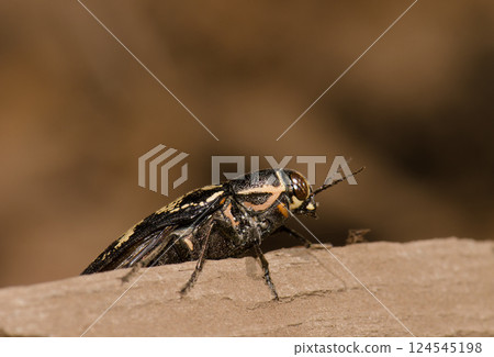 Jewel beetle Buprestis bertheloti. 124545198