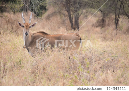 Antelope interested in this 124545211