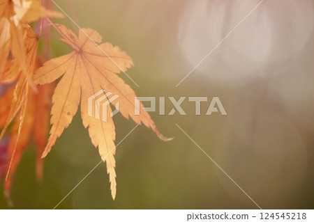 Maple leaves starting to change color, close-up, round bokeh 124545218