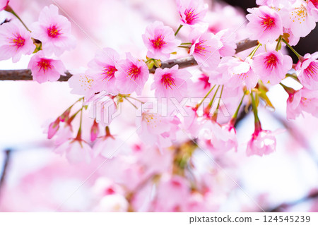 Newly bloomed cherry blossoms 124545239