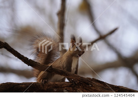 Ezoris of early spring forest 124545404