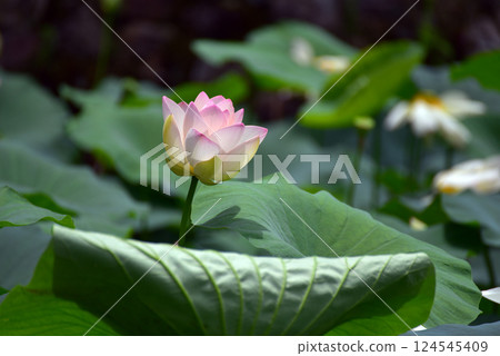 Landscape with lotus flowers 124545409
