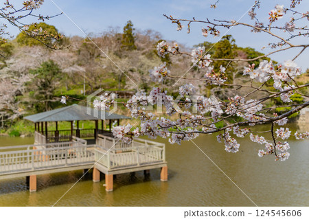 [Shizuoka Prefecture] Shimizu Funakoshi Tsutsumi Park and Otokoike Pond: Cherry blossom season 124545606