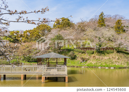 [Shizuoka Prefecture] Shimizu Funakoshi Tsutsumi Park and Otokoike Pond: Cherry blossom season 124545608