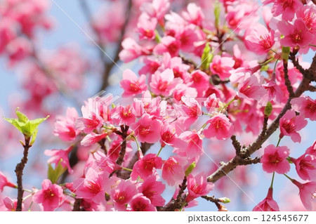 櫻花 124545677
