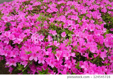 A field of vibrant pink flowers: Azalea A field of vibrant pink flowers: Azalea 124545728