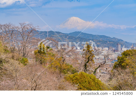 [Shizuoka Prefecture] Cherry blossoms in bloom at Shimizu Funakoshi Tsutsumi Park, with a distant view of Mt. Fuji 124545800