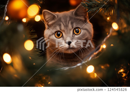 A small curious gray kitten plays on the top of the Christmas tree. A cat among the branches of a festive Christmas tree. New Year's celebration. Funny Christmas pets. Pets during the holidays A small curious gray kitten plays on the top of the Christmas tree. A cat among the branches of a festive Christmas tree. New Year's celebration. Funny Christmas pets. Pets during the holidays 124545826