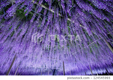 對馬市天王川公園的「久留紫藤」亮燈活動 124545993