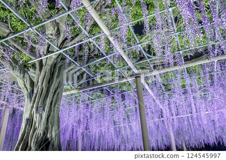Illumination of Kushaku Wisteria at Tennogawa Park in Tsushima City 124545997