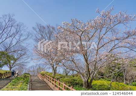 [Shizuoka Prefecture] Cherry blossoms bloom at Shimizu Funakoshi Tsutsumi Park 124546044