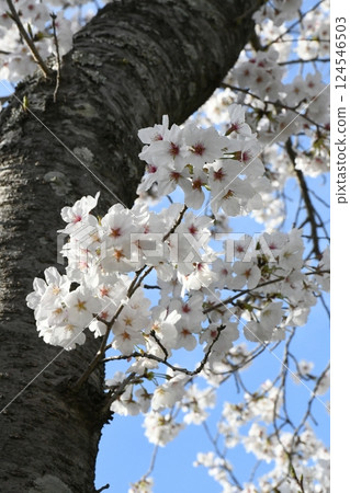 櫻花盛開的新生活 櫻花盛開的新生活 124546503