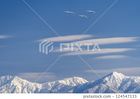 立山山脈和天鵝 124547133