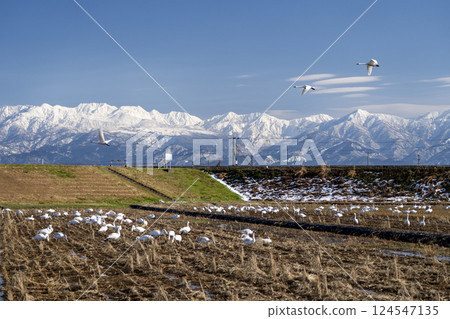立山山脈和天鵝 124547135