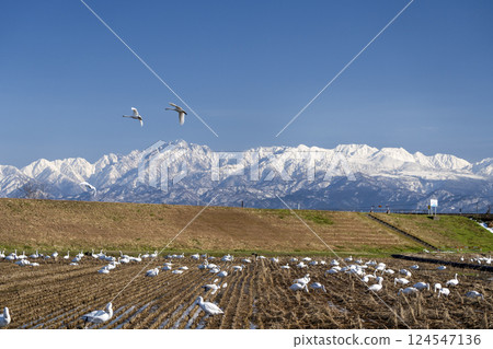 立山山脈和天鵝 124547136