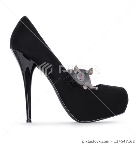 Rat in shoe on white background 124547168