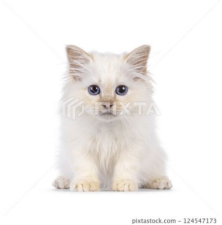 Birman kitten on white background 124547173