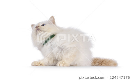Birman kitten on white background Birman kitten on white background 124547176
