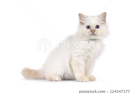 Birman kitten on white background 124547177