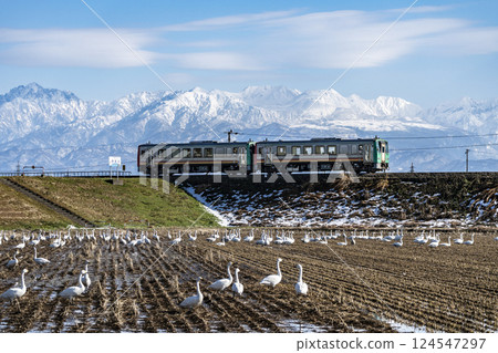 A local train on the Takayama Main Line runs while looking out at the Tateyama mountain range and swans 124547297