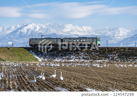 A local train on the Takayama Main Line runs while looking out at the Tateyama mountain range and swans 124547299