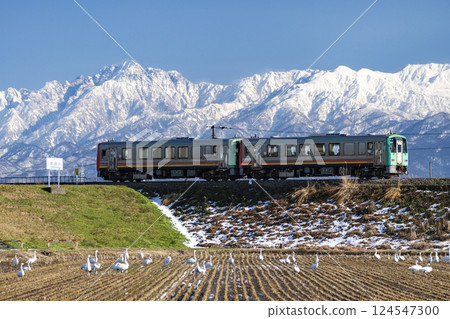 A local train on the Takayama Main Line runs while looking out at the Tateyama mountain range and swans A local train on the Takayama Main Line runs while looking out at the Tateyama mountain range and swans 124547300