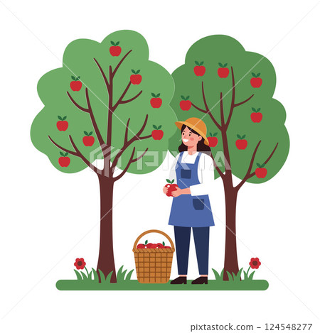 Woman harvesting apples in a lush orchard with green trees and a basket, flat vector illustration Woman harvesting apples in a lush orchard with green trees and a basket, flat vector illustration 124548277